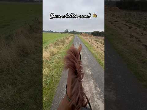 Autumn hack out with Edie - listen to those clip clops ?❣️ #equestrian #shorts #horse #trending
