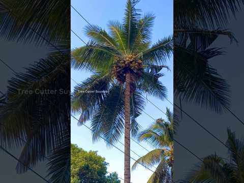 8610339350 | home tree cutting in Nagercoil | #shorts #suyambu