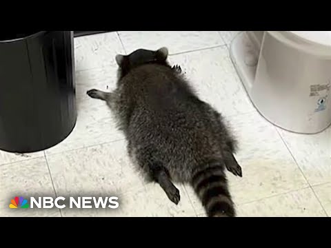 YouTube video thumbnail: Thirsty Raccoon Overindulges at Virginia Liquor Store