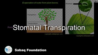 Stomatal Transpiration