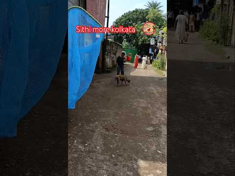 Kolkata, catching blind dog and treatment for shelter, difficult catching karon dog ta pregnant,