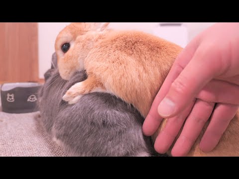 怒られるのを覚悟でミミにプロレスを仕掛けたあと、ちゃんと謝るムギが可愛かった【No.1653】