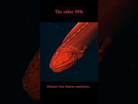 We&#39;ve Barely Seen the Deep Sea