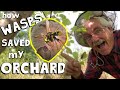 Understanding Wasps and Their Role in Nature