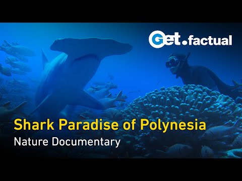YouTube video thumbnail: Shark Paradise of Polynesia