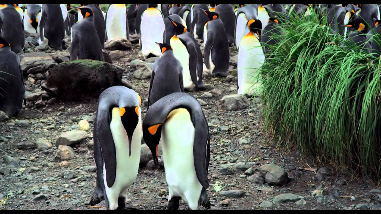The Penguin King Trailer thumbnail