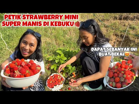 PETIK 3 JENIS STRAWBERRY DAPAT SELOYANG DI KEBUN