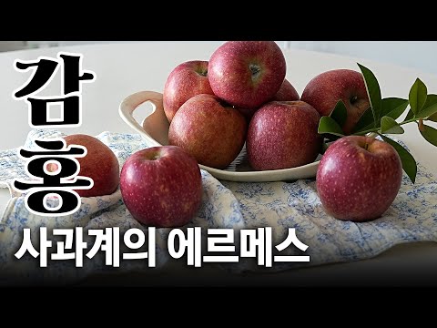 딱 지금 아니면 못먹는 명품 사과🍎같이먹어요 :)