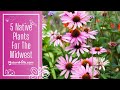 Native Plants and Their Benefits