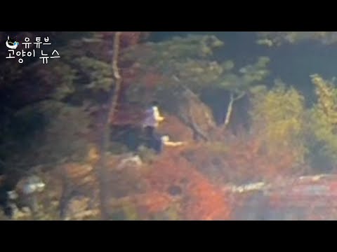 체포영장 집행하는 중 관저 개산책 하는 김건희
