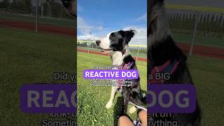 Reactive puppy versus trigger #dogtraining