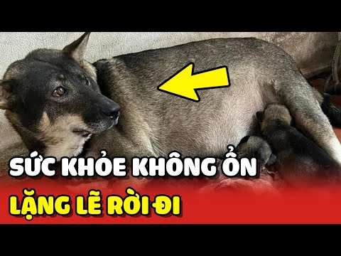 Em Chó lặng lẽ rời đi khi biết sức khỏe bản thân không còn ổn 😢