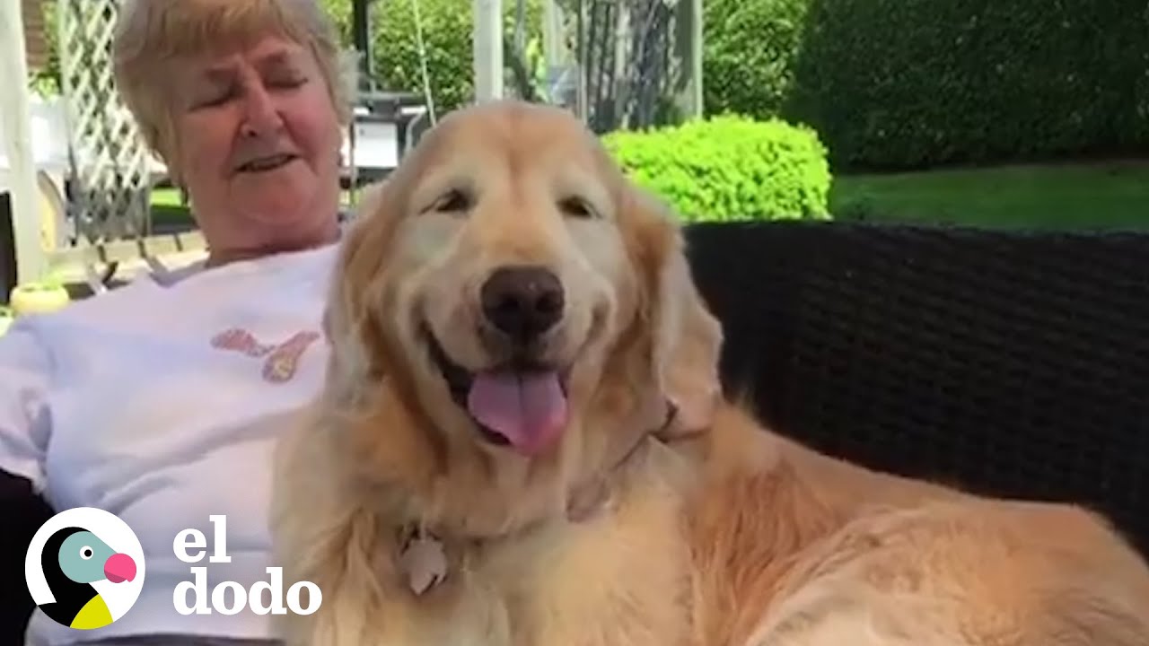 Perro insiste en visitar a su vecino de al lado todos los días | Almas Gemelas