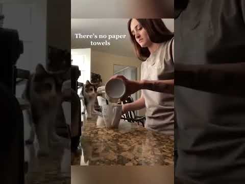 Funniest Cat Moments That Will Make You Laugh Out Loud!