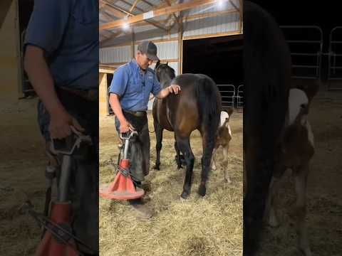 she is crying 😭😭😭 after her hoof was injured #horse #shorts #viralshorts #viralvideo #horsephotograp