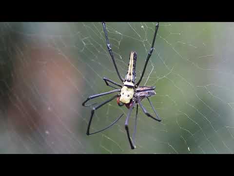 大有國小校園的人面蜘蛛進食 - YouTube