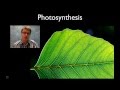 Exploring the Process of Photosynthesis