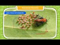 Insect Behavior and Characteristics