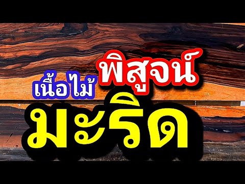 ต้นมะริดเนื้อไม้​สวยแพงราคาต้นมะริด​วิธีเพาะต้นมะริดep165