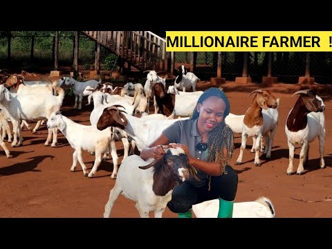 How To Identify & Save Sick Goats In A Simple Goat Farm Business! | Signs & Symptoms ( DETAILED)