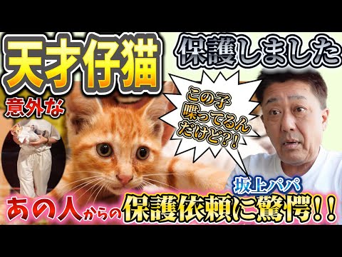 「うまうま！」って喋るの？突然現れた茶トラは天才仔猫？