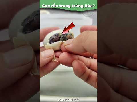 Con rắn trong trứng rùa #onhachoivoirua #nuoirua #ruacanh