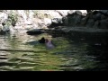 Heroic Actions of a Pig