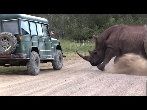 ¡Tienes que Ver para Creer! Momentos Increíbles de Animales en Safari