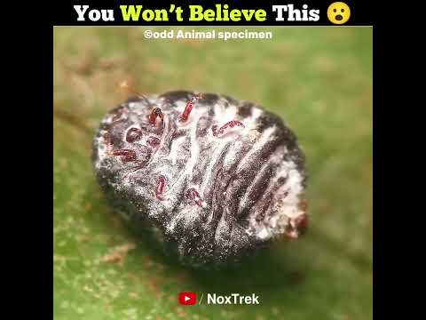 You Eat This Insect Every Day | #shorts #facts