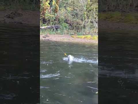 Fish On! (BOBBER DOWN)