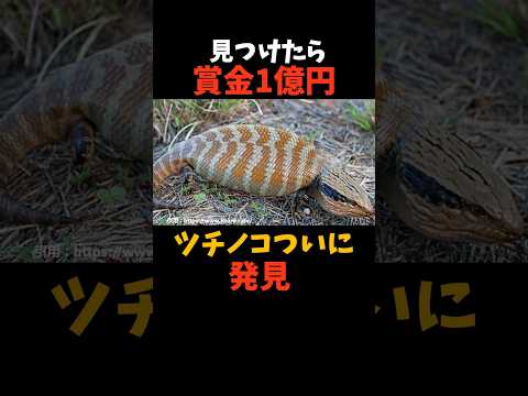 【衝撃】ついにツチノコの正体が判明!!#shorts