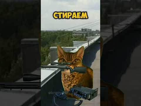 Попадос 2 #актив #котики #милота #рекомендации идея: @Vrakss