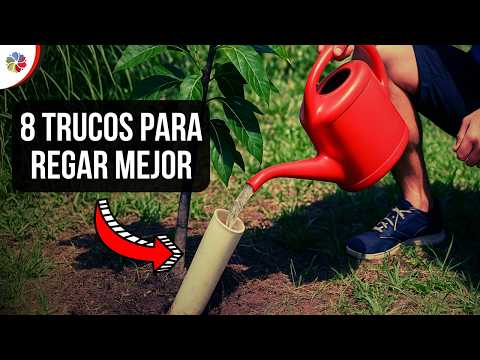 🌱 DEBERÍAS SABER ESTO para que tus PLANTAS NO se MUERAN 💦 RIEGO y ENTRENAMIENTO de RAÍCES - Clase 6