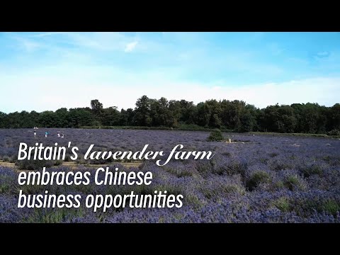 GLOBALink | Britain's lavender farm embraces Chinese business opportunities