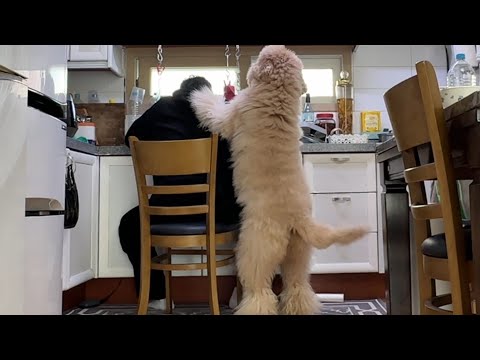 My Dog Tried to Help When I Threw Up