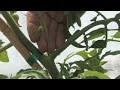 Gardening Practices and Tomato Care
