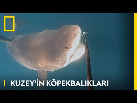 Kuzey'in Köpekbalıkları | WILD