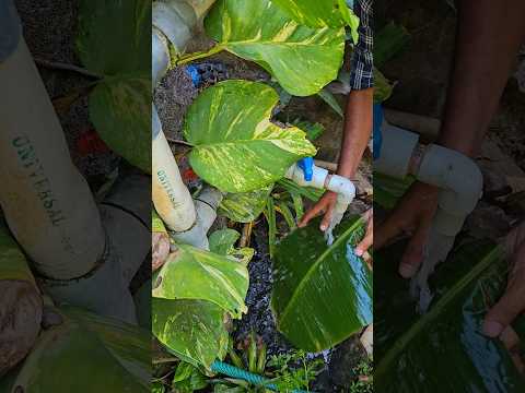 ഒരു സൈറ്റ് വിസിറ്റ് യാത്ര....#shorts #farming #vegetables #banana #malayalam