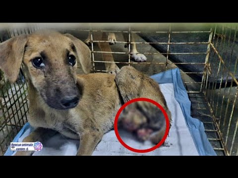 🚨Stray puppy loses both legs  being hit by car!🚨