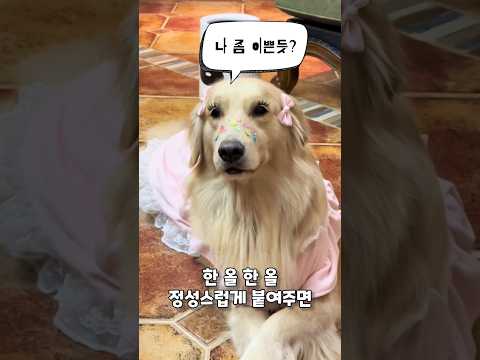 댕댕이의 변신은 무죄!!