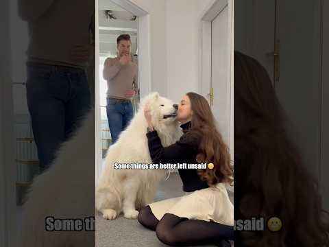 Family problems 🤣#fun #comedy #dog #samoyed #family