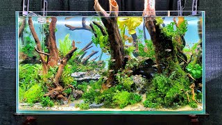 Aquascapes Videos Kansas City Comic Con