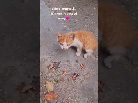 Tiny Kitten On Sidewalk Lost Its Mommy 🥺#shorts