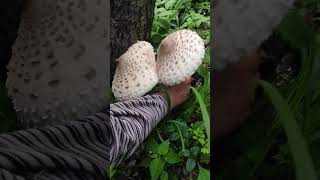 7.6.2025 Prvé bedle 🙂