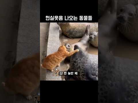 현실웃음 나오는 동물들