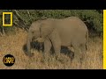 Animal Behavior and Maternal Care