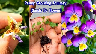 How I Grew Pansy Plant From Seeds At Home (Full Updates) #seedgermination #Pansyflower