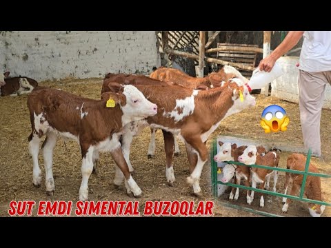 Sut Emdi Simental Buzoqlar Keldi ☎️95 103 30 80 