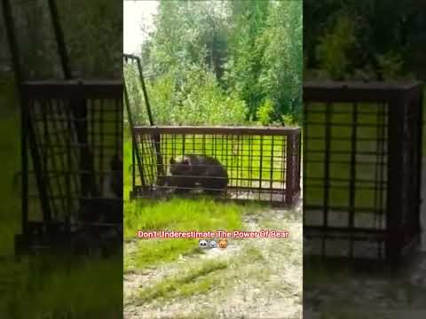 Bear Escape From Traping Cage||#shorts #wildlife #wildanimals #Bear #wildliferescue #trap