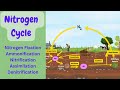 Nitrogen Cycle Concepts and Processes